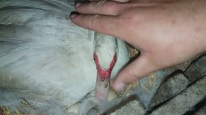 ПОВЕДЕНИЕ ИНДОУТОК И КАК ОТЛИЧИТЬ ЯЙЦА КРЯКАЛОК ОТ ИНДОУТИНЫХ