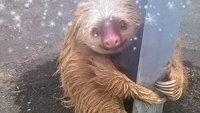 ТВАРИНКИ ВЗИМКУ смотреть онлайн