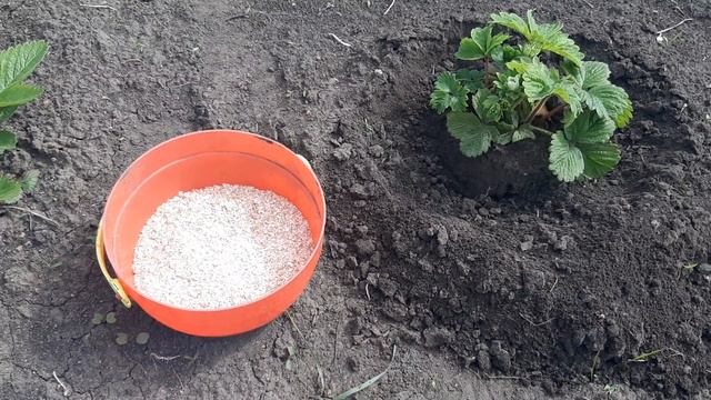 Удобрение для гигантских ягод клубники. смотреть онлайн