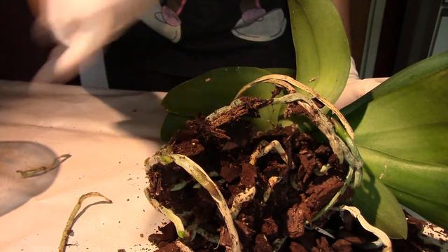 Mushrooms in my Orchid's pot! смотреть онлайн