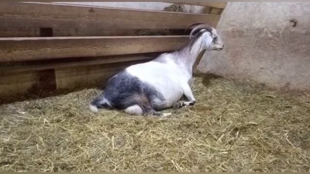 Бэби бум на нашем подворье ❤️❤️❤️❤️