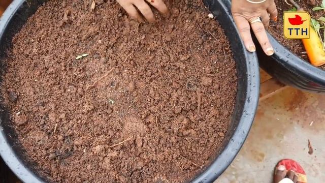ఆకు కూరలు ఇలా చేస్తే 100% వస్తాయి|Grow Leafy Vegetables Successfully | Growing Leafy veggies Easyly смотреть онлайн