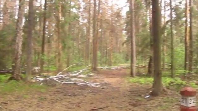 Весенний лес смотреть онлайн