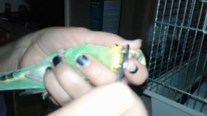 Как подстричь клюв попугаю