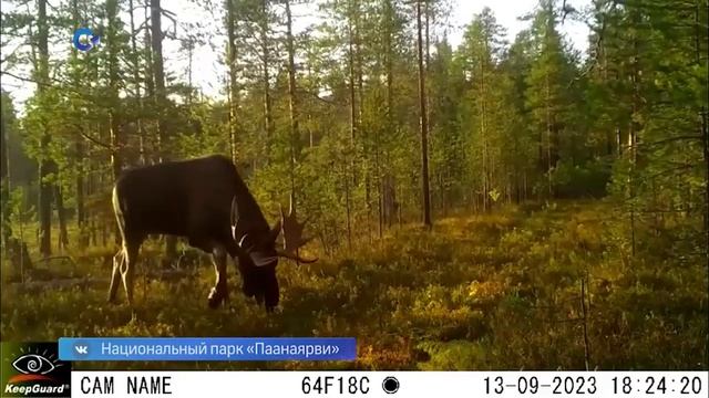 В объектив фотоловушки Национального парка Паанаярви попал лось смотреть онлайн