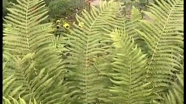 О черенковании папоротника смотреть онлайн