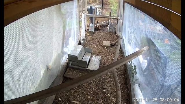 Chickens attack Hawk смотреть онлайн