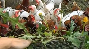 Куры #11. Кормление кур травой. Как я скармливаю одуванчик.