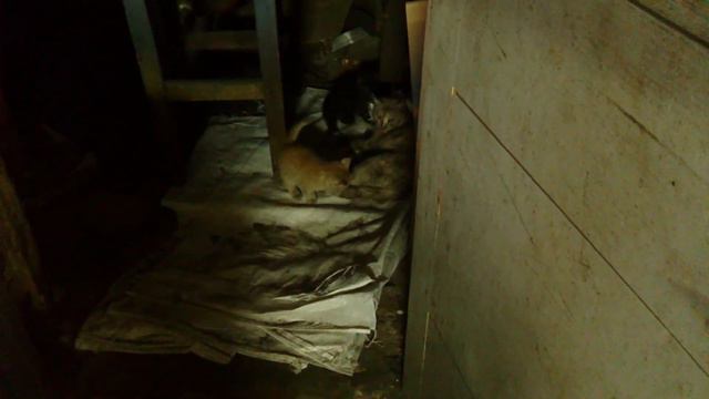 бешеная мама кошка смотреть онлайн