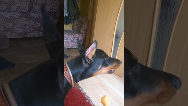 Сентиментальный доберман/Sentimental dog смотреть онлайн