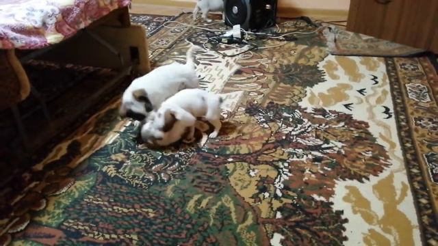 Злые собаки. смотреть онлайн