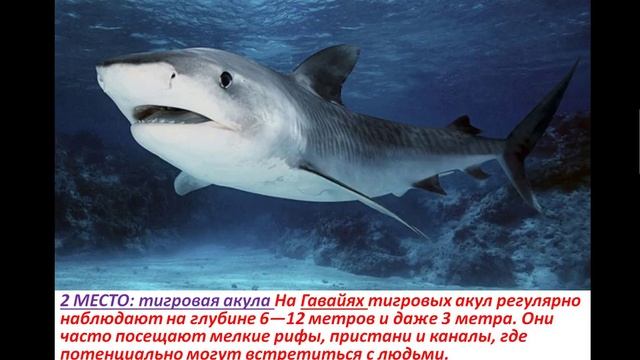 ТОП 3: САМЫХ ОПАСНЫХ АКУЛ ДЛЯ ЧЕЛОВЕКА!!! смотреть онлайн