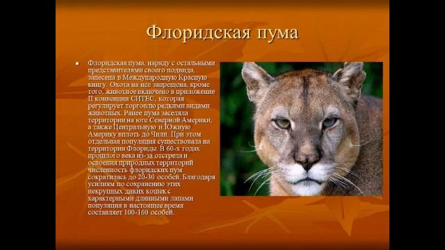 животные красной книги ? смотреть онлайн