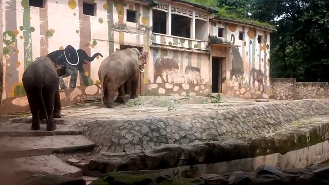 Asian Elephants of of Guangzhou Zoo (广州动物园) смотреть онлайн