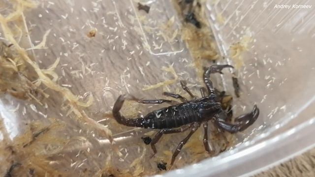 Азиатский лесной скорпион Heterometrus spinifer смотреть онлайн