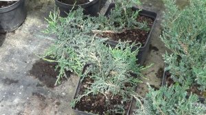 газон из хвойников. Стелющиеся сорта можжевельников.Садовый дизайн