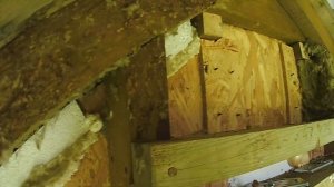 Мыши в стенах каркасного дома