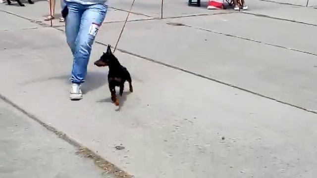 ARANTO VON T&IA смотреть онлайн