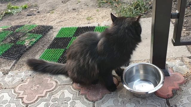 Соседский кот. смотреть онлайн