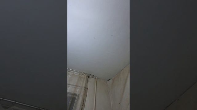 Рижский проспект 48А, кв. 26(2) смотреть онлайн