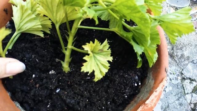 Sembrar pelargonios por esquejes смотреть онлайн