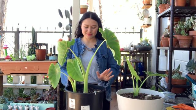 Resultados de plantar un bulbo de Colocasia| Orbelina marquez смотреть онлайн