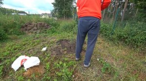 Пересадка сосны из леса на наш участок.Правила пересадки.