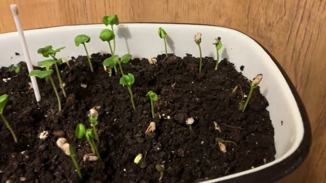 ⁉️ГРАНАТ ИЗ КОСТОЧКИ ? в Домашних Условиях ПОШАГОВО‼️ смотреть онлайн