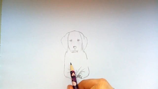 Как нарисовать собаку, лабрадора/How to draw a dog, Labrador? смотреть онлайн