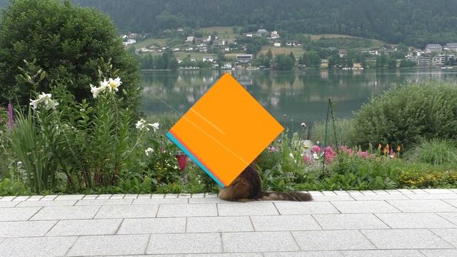 Жесть! Кот мейн кун охотится. смотреть онлайн