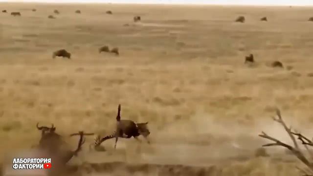 Такое Увидишь Раз в Жизни! Случаи когда животные напали не на того противника смотреть онлайн