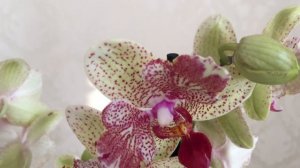 Десять редких орхидей с названиями: Легато, Тайсуко Джаспер, Дикий Персик,  Интрига, Виолацея ...