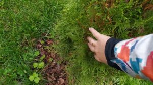 СМАРАГД, БРАБАНТ - СКОРОСТЬ РОСТА моих туй за лето 2021