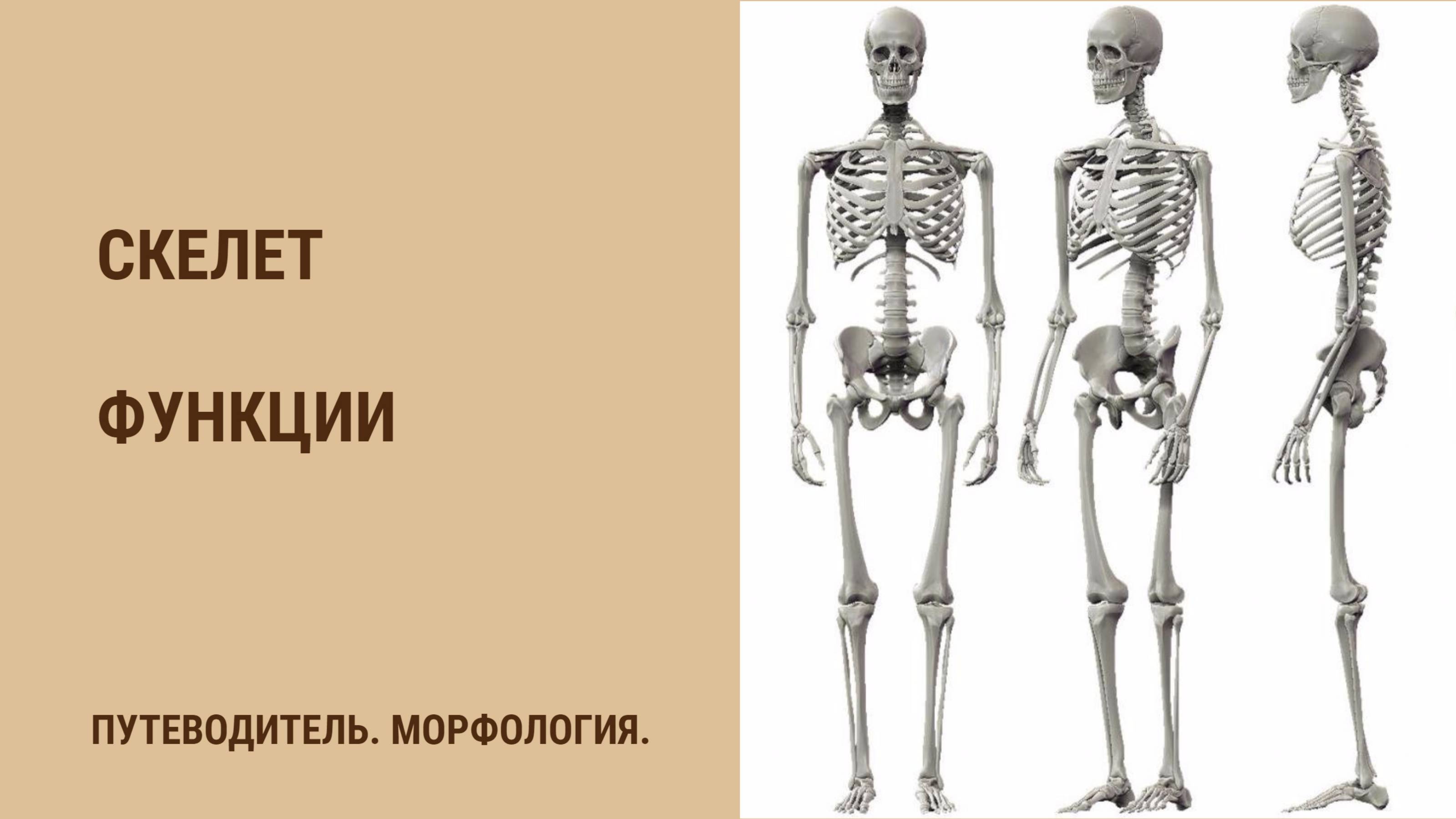 Скелет. Функции скелета. смотреть онлайн