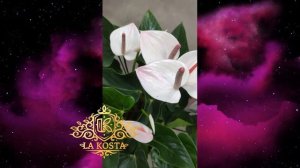 Антуриум Андреанум Вайт Харт гибрид