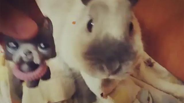 Животные 😊+😊 град😮 смотреть онлайн