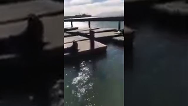 Морские котики Сан-Франциско, пирс 39 смотреть онлайн