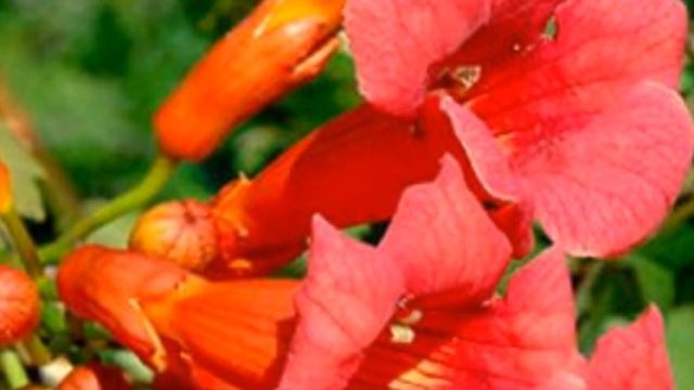 #Кампсис# Ростение лиана# смотреть онлайн