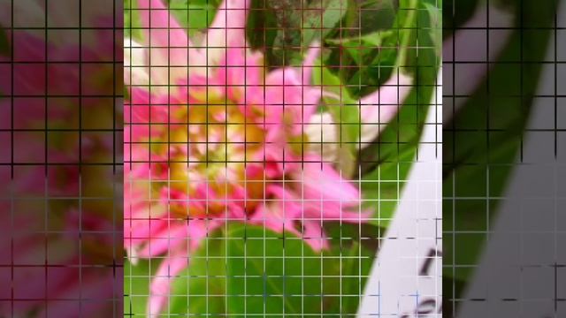 "ГЕОРГИНЫ" фото-вернисаж от Натальи Ромашки смотреть онлайн