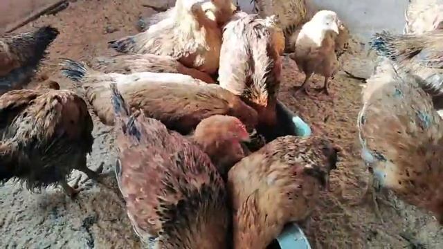 25 марта 2020г. КУЧИНСКАЯ ЮБИЛЕЙНАЯ уже можно делить по полу смотреть онлайн