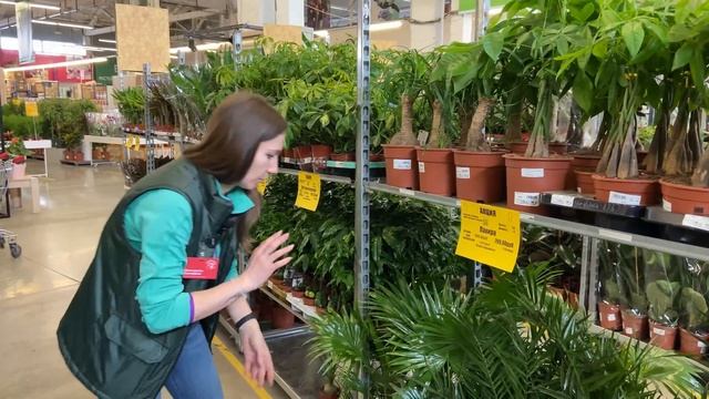 Обзор новой поставки горшечных растений в Гринвилль! Удивляем новинками и акциями! смотреть онлайн
