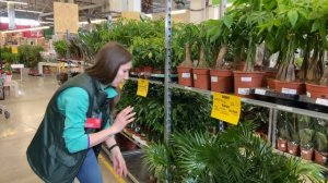 Обзор новой поставки горшечных растений в Гринвилль! Удивляем новинками и акциями!