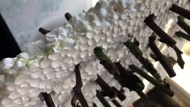 Размножение Ежевики смотреть онлайн