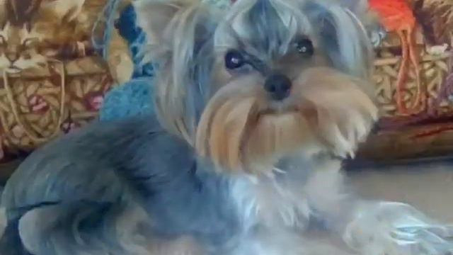 Моя собака Бони || Сейла-Дольче-Вита-Моншери смотреть онлайн