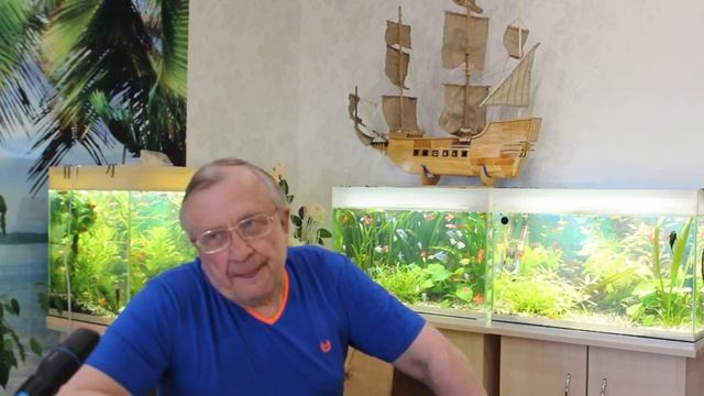 #13 Гуппи и меченосцы. Разведение / Аквариумистика с Геннадием Посейдонычем смотреть онлайн