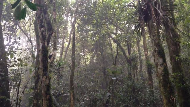 RPPN Graziela Maciel Barroso - Petrópolis - RJ - imagens da floresta atlântica de altitude смотреть онлайн