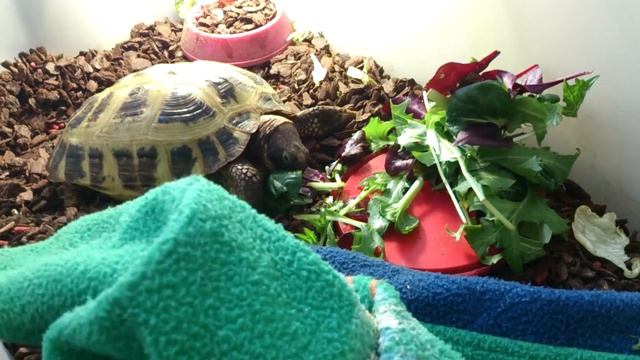 Черепаха ест смотреть онлайн