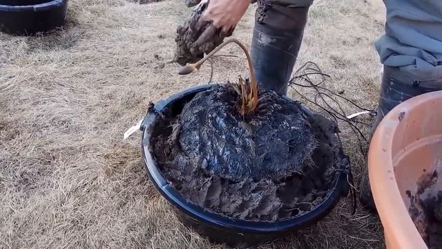 Пересадка нимфеи методом перевалки на примере нимфеи Sioux (ананасовый тип корневища)
