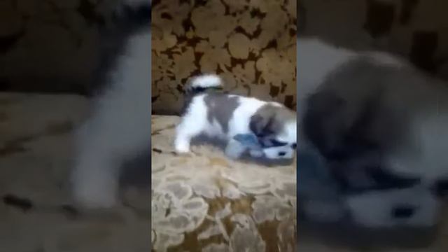 Щенок Ши-Тцу Video 2021 09 21 смотреть онлайн