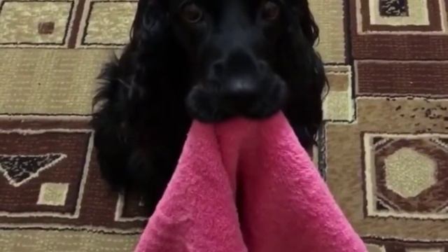 пес, который усвоил рыночные отношения смотреть онлайн